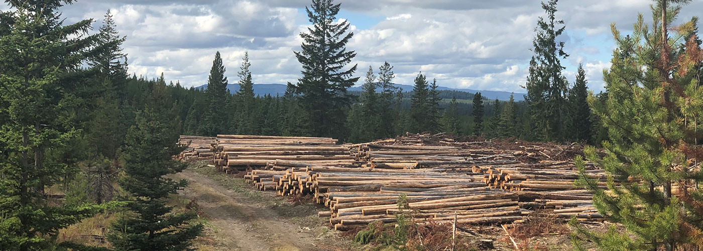 Timber Harvest & Forest Health